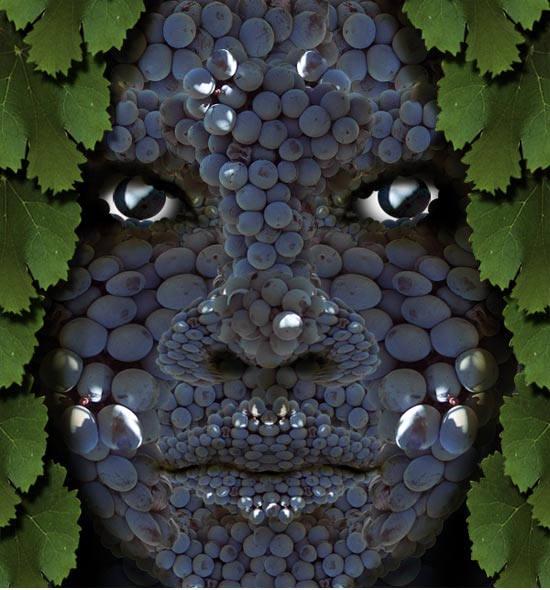 Dalisllama Marthas Vineyard