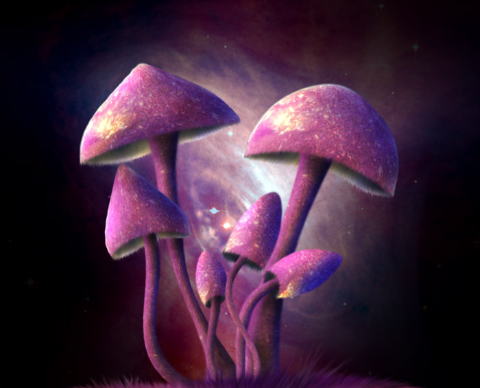 Elle mushrooms